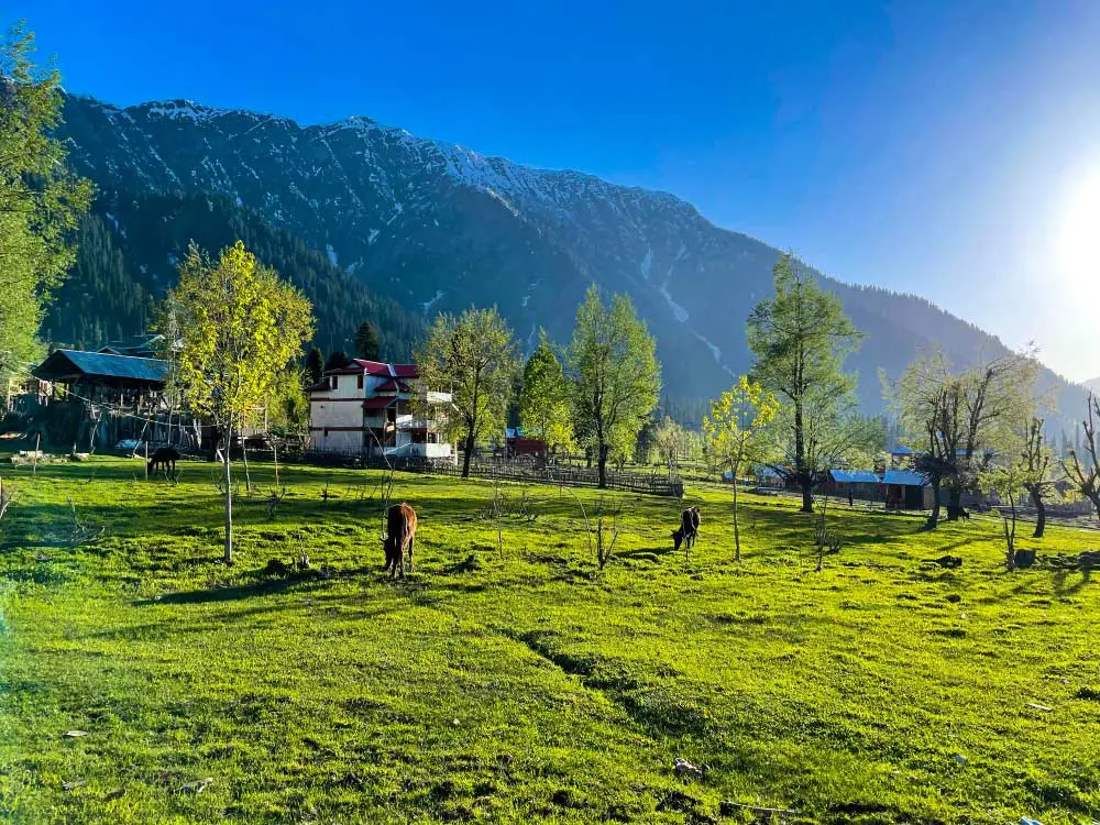 Sunrise over a Himalayan valley in Himachal Pradesh — pine forests, snow peaks and morning mist, perfect for meditation and spiritual travel